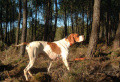 Pedigree RIGO DE LANDA-GORI Pedigree RIGO DE LANDA-GORI